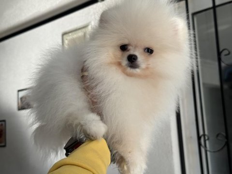 Ankaranın en seçkin pomeranian boo yavrusu