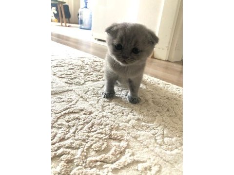 Scottish fold