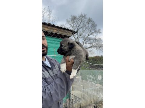 Kral sarı kangal yavruları