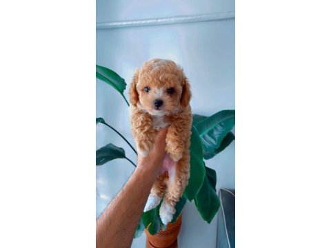 Teacup maltipoo 2 aylık teacup toy poodle ayarında
