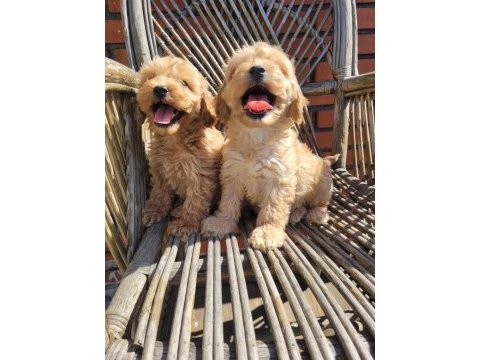 A kalite maltipoo yavrular