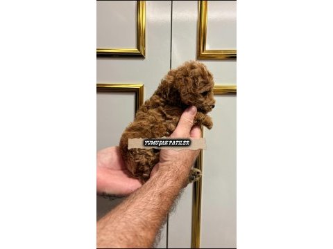 Sevimli ırk toy poodle