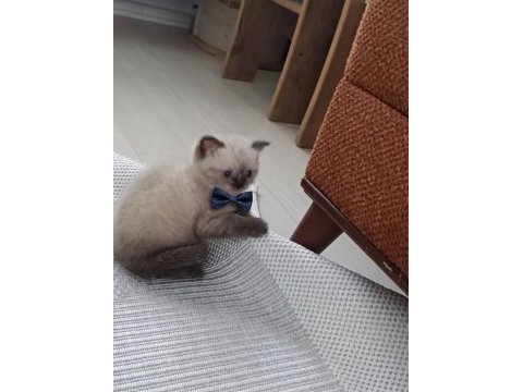 Evinizin neşesi olacak minnoş kedimiz
