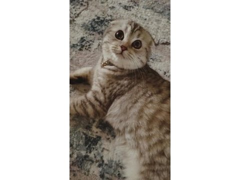Göz bebeği scottish fold kedimiz