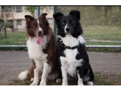 Sağlıklı border collie yavrular