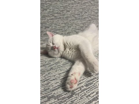 1 yaşında kısır erkek kedimiz