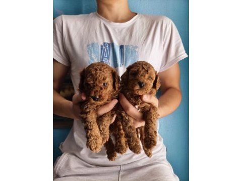 Toy poodle red brown