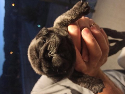 Safkan pug