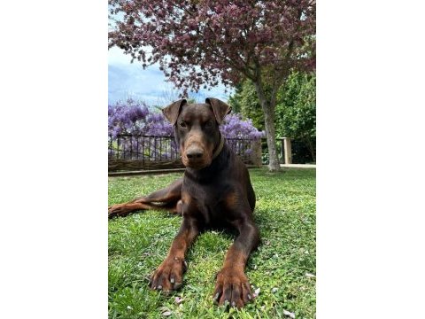 27 aralık doğumlu erkek dişi yavrular baba şecereli doberman