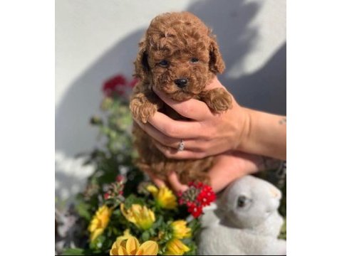 Original korekan toy poodle bebekler