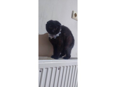 Siyah scottish fold