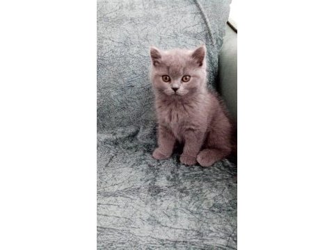 2 aylık british shorthair yavrular