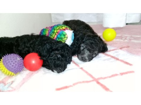 Ev içi bakılabilecek tek ırk poodle cinsidir