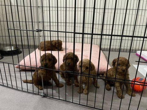 Irk sağlık  kilo garantili red toy poodle yavrular