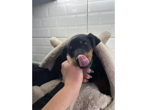 Enerjik ve hırslı doberman yavrularım