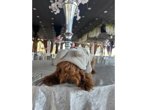 Toy poodle 6 aylık
