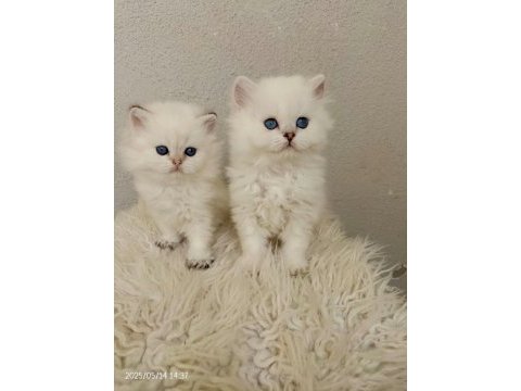 Okyanus gözlü silver point british longhair yavrular