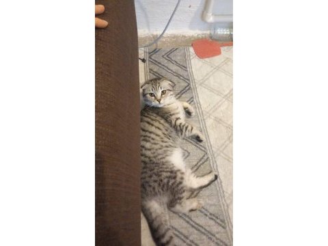 Acil sahiplendirme scottish fold