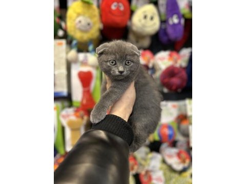 Gri ve silver scottish fold yavrular eğitimli