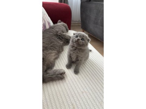 Dişi scottish fold kedisi