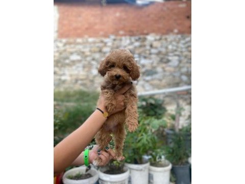 Minyatür toy poodle bebekler