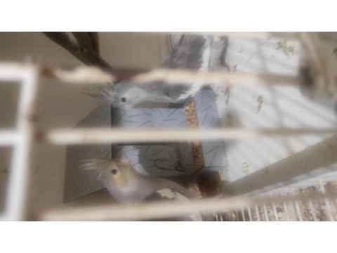 Mutasyon yeme düşen sultan papağanı yavrular