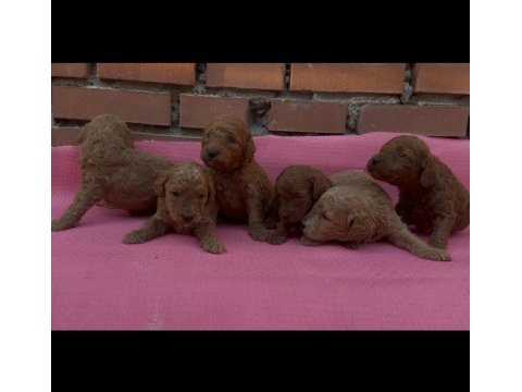 Ev üretimi safkan toy poodle yavrularımız