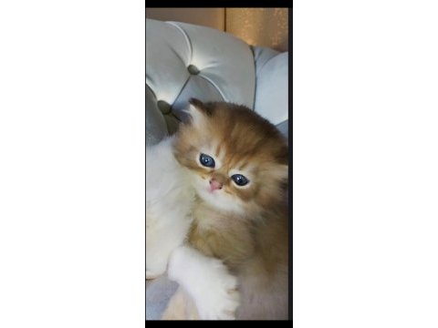 Safkan british longhair golden point yavru