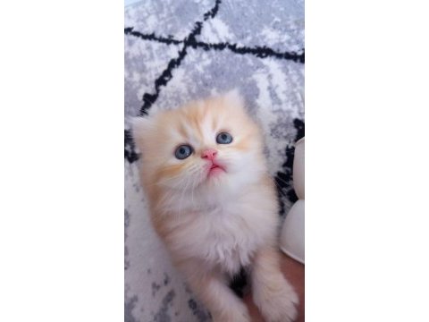 Golden british longhair anne baba şecereli 38 günlük