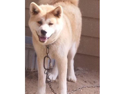 Erkek dişi japon akita