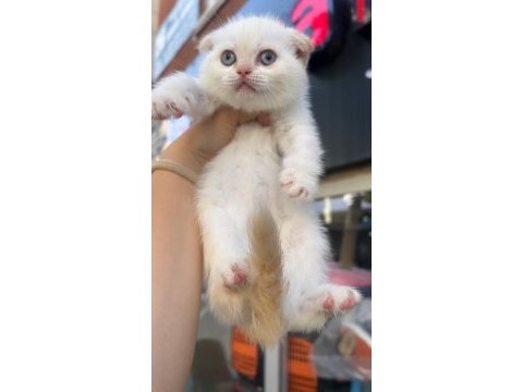 Scottish fold mükemmel bebekler