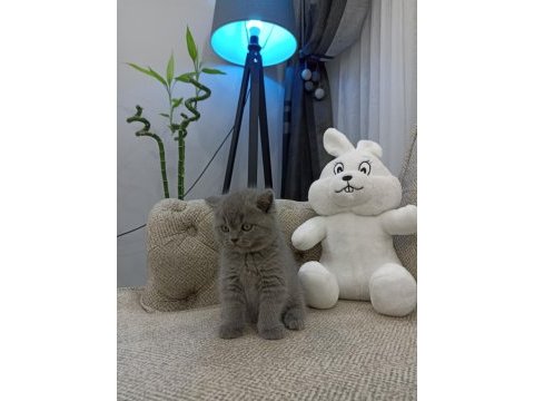 Ayı surat british shorthair