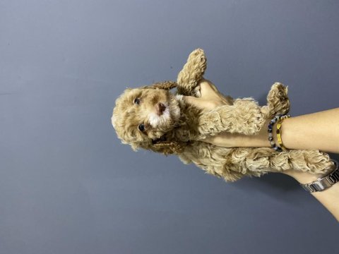 Kilo ırk ve sağlık garantili poodle kardeşler