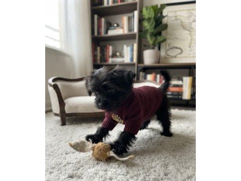 Teacup morkie black