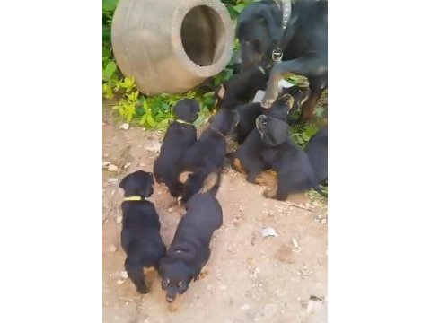 Rottweiler yavrular