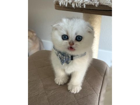 Bebek surat silver scottish fold