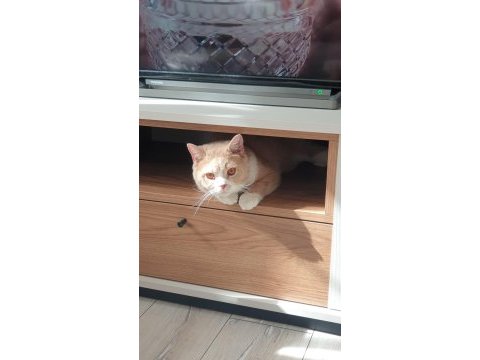 Ücretsiz british shorthair erkek