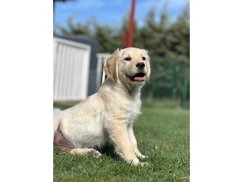 Golden retriever yavruları çiftlikten