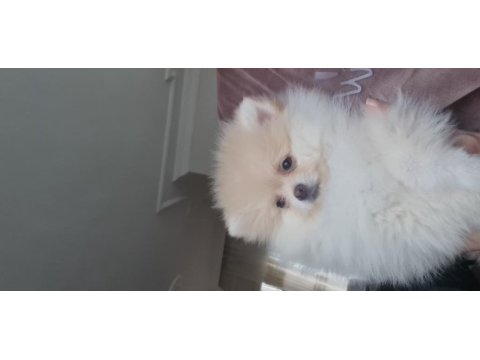 Pomeranian boo köpeğimiz