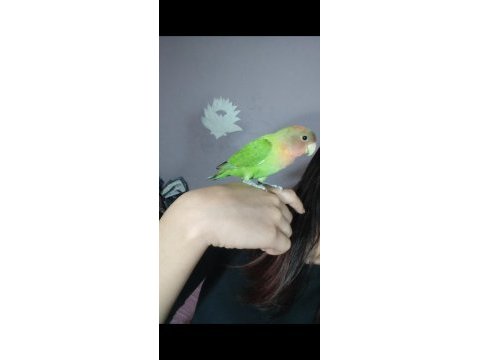 Yetişkin cennet papağanı