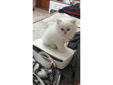 British shorthair ve british longhair kedimiz
