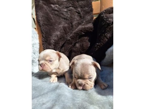 New shade isabella dişi french bulldog yavrular