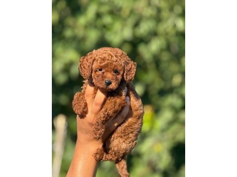 Ultra kaliteli poodle yavrular