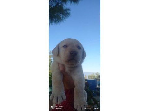 Labrador köpeği yavrularımız