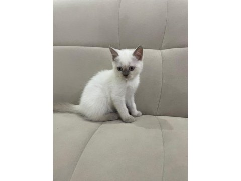 Aşılı british shorthair