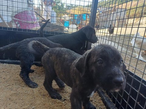 Cane corso bebekler