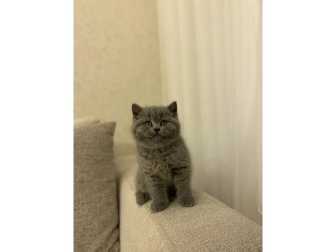 Teslime hazır brıtısh shorthair yavrukar 