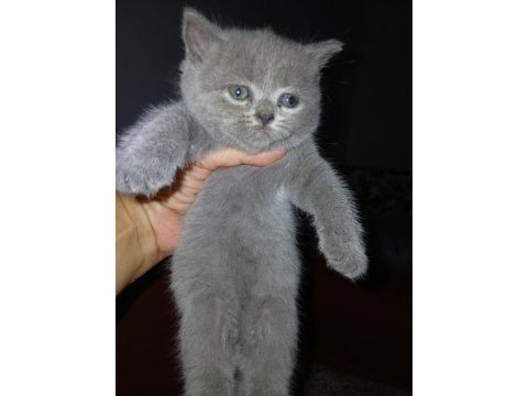 53 günlük gri british shorthair yavru