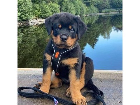Dişi erkek rottweiler kapıda ödemeli güvenli sistem