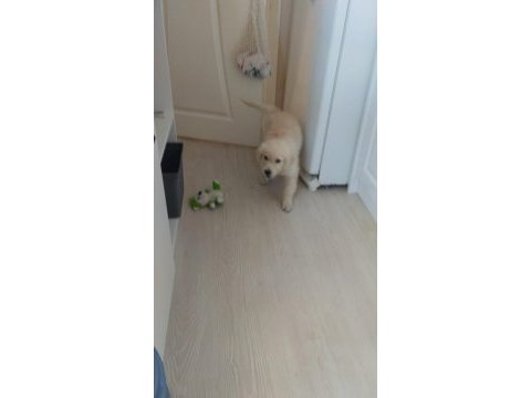 Dişi yavru golden retriever